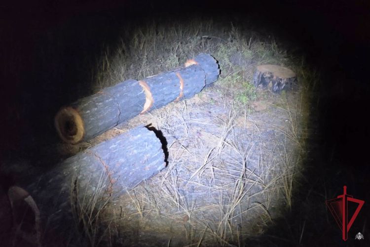 Подозреваемого в незаконной рубке деревьев задержали росгвардейцы в Улан-Удэ