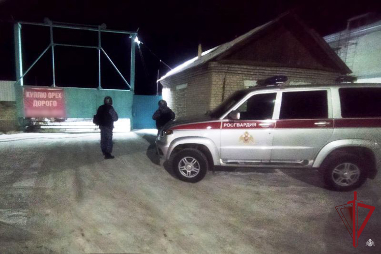 Сотрудники Росгвардии задержали подозреваемых в краже кедрового ореха в Закаменске