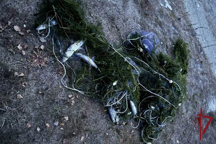 В Бурятии сотрудники ОМОН пресекли вылов байкальского омуля
